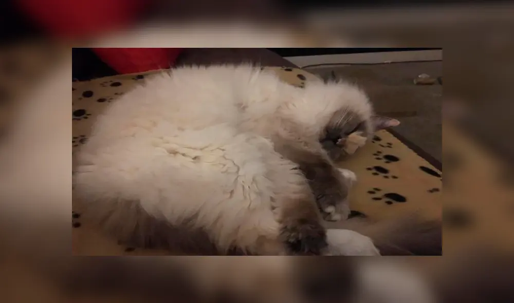 Desliza para ver el aspecto de esta gata que conmovió a todos en Facebook. Foto: Captura.