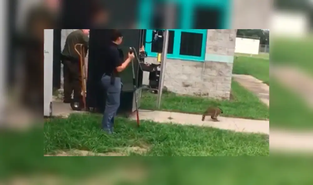 En YouTube, unos escolares alertaron a la policía sobre la presencia de un animal dentro de una máquina dispensadora. En YouTube, unos escolares alertaron a la policía sobre la presencia de un animal dentro de una máquina dispensadora.