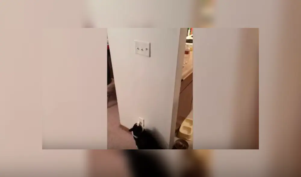 Desliza las imágenes hacia la izquierda para observar la habilidad de un gato para apagar las luces en su casa. Desliza las imágenes hacia la izquierda para observar la habilidad de un gato para apagar las luces en su casa.