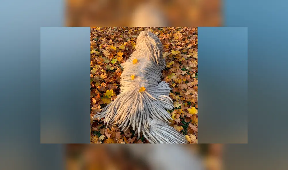 Hombre encuentra misteriosa criatura ‘acuática’, se acerca a ella y descubre algo insólito