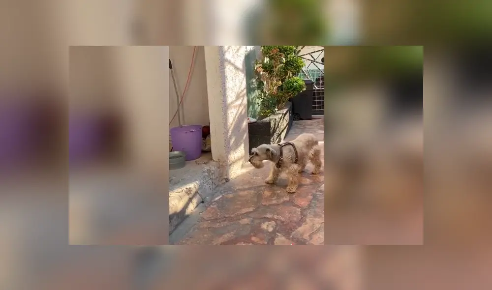 Desliza las imágenes para observar la conmovedora reacción de un perro al ser ‘regañado’ por su dueña. Foto: Captura.