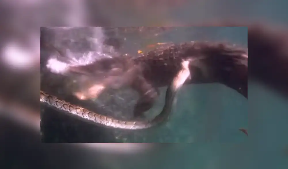 YouTube viral: buzo graba insólita pelea entre cocodrilo y serpiente que quería comérselo [VIDEO]