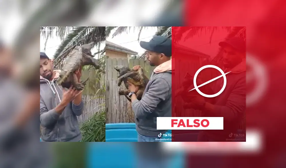 Miles en YouTube quedaron aterrados con el escalofriante grito que emite el ‘wigu’ cuando le quitan su comida; sin embargo, se trata de un ‘fake news’. Foto: Captura.