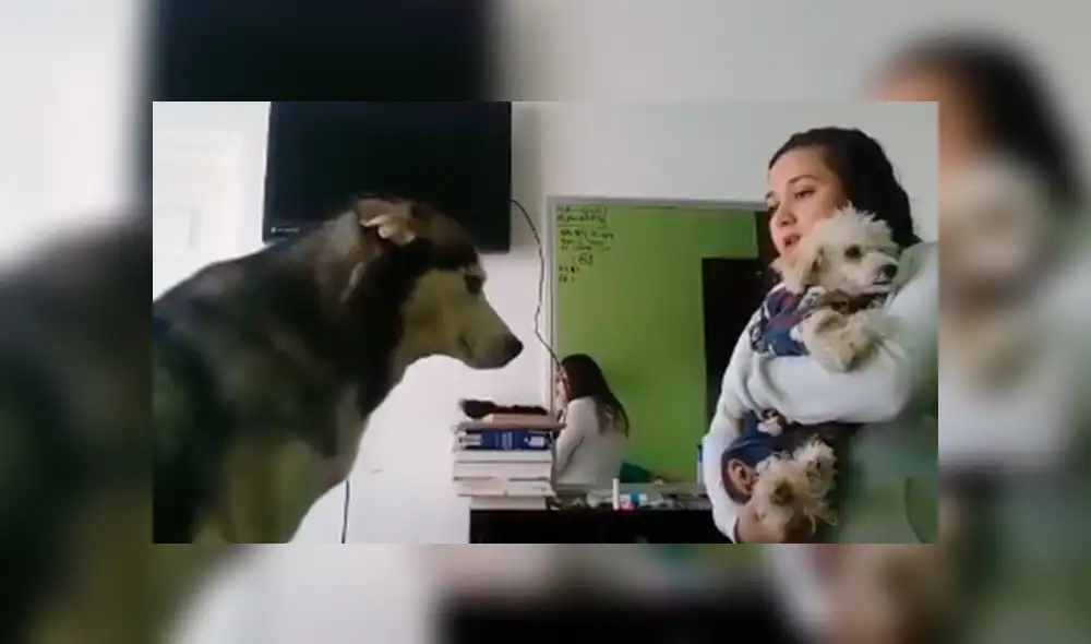 Desliza las imágenes para conocer la emotiva reacción de un perro para ‘pedir’ perdón a su dueña. Foto: Captura.