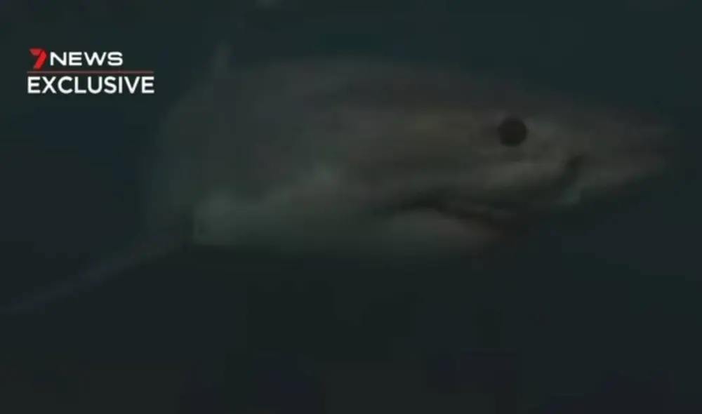 Desliza las imágenes para ver el ataque del tiburón. Foto: Captura/YouTube/7NEWS Australia
