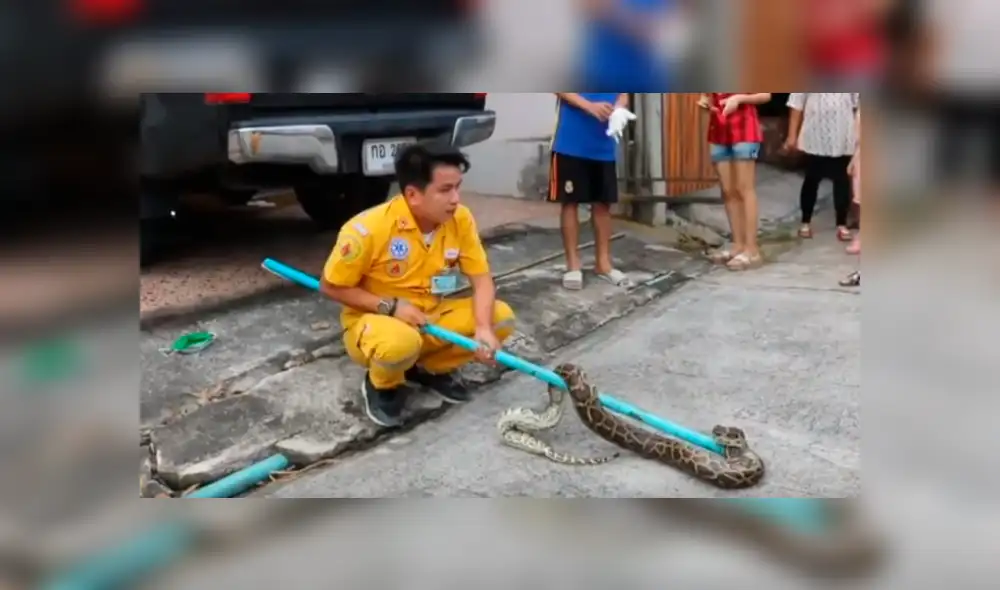 Facebook viral: gigantesca serpiente fue hallada dentro de auto malogrado por mecánicos [VIDEO]