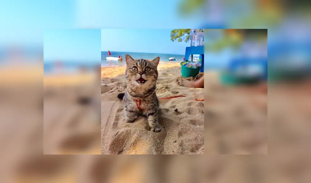 En Facebook, un pequeño gato visitó una maravillosa playa junto a su dueña y demostró su felicidad.