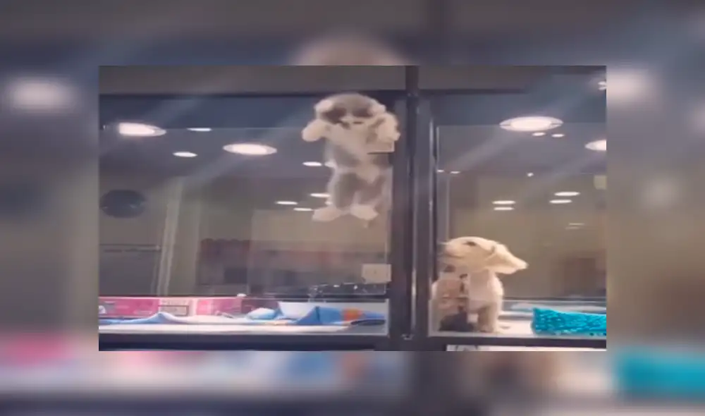 Facebook viral: Gatito huye de jaula para reunirse con perro, que es su mejor amigo [VIDEO]