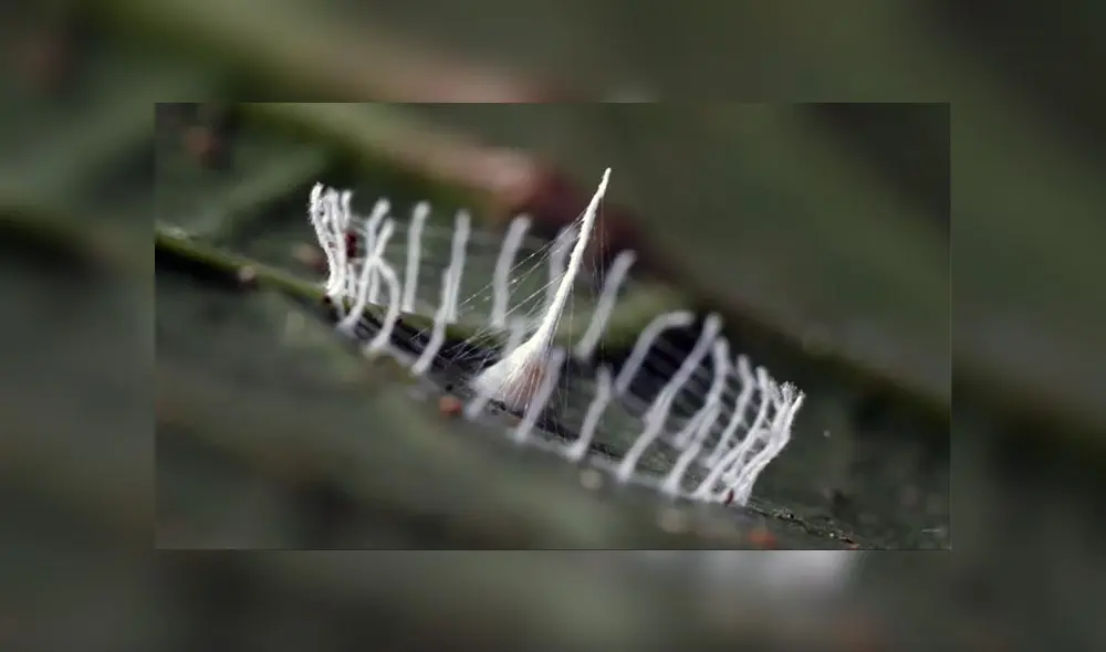 Sus descubridores lo bautizaron como 'silkhenge', debido a su parecido con el complejo monolítico Stonehenge. Sus descubridores lo bautizaron como 'silkhenge', debido a su parecido con el complejo monolítico Stonehenge.