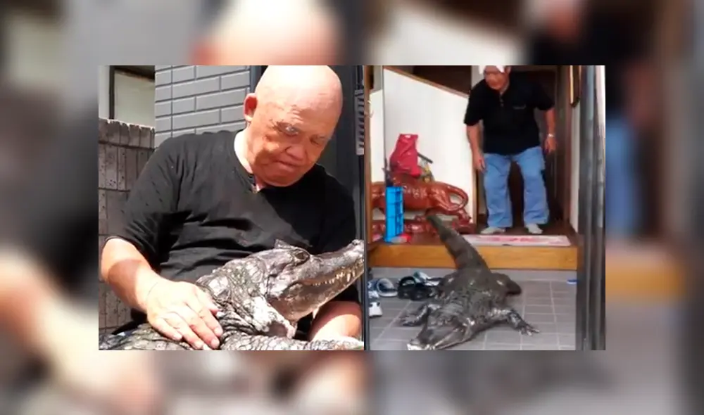 Facebook viral: anciano cuida a cocodrilo como si fuera su hijo y comportamiento de animal sorprende al mundo