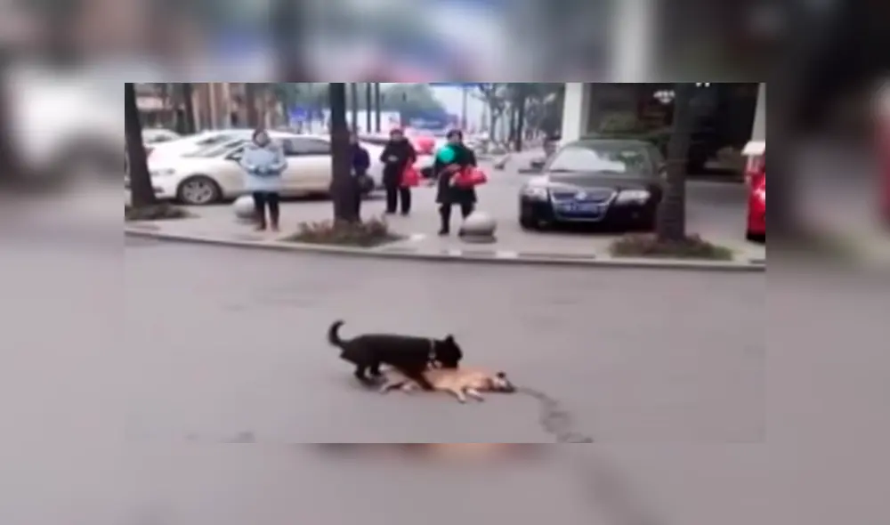 En Facebook, un perro fiel se mantuvo al lado de su compañero moribundo que fue atropellado. En Facebook, un perro fiel se mantuvo al lado de su compañero moribundo que fue atropellado.