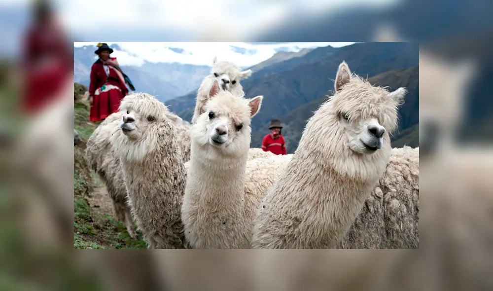 La producción de alpacas es una actividad económica muy importante en nuestro país.Foto: Difusión.