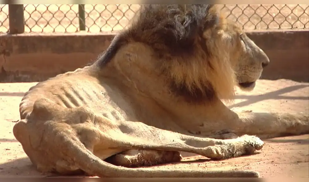 Venezuela: Cierran zoológico tras denuncias que animales mueren de hambre Venezuela: Cierran zoológico tras denuncias que animales mueren de hambre