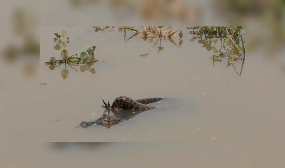Desliza hacia la izquierda para ver la brutal pelea entre un cocodrilo con una anaconda en la selva de Brasil. El video es viral en YouTube. Desliza hacia la izquierda para ver la brutal pelea entre un cocodrilo con una anaconda en la selva de Brasil. El video es viral en YouTube.