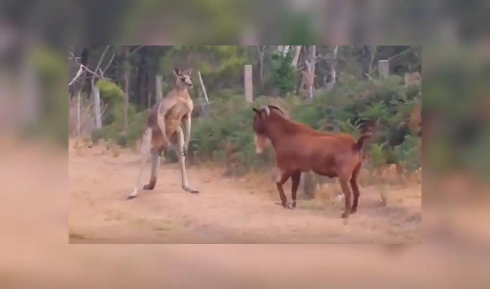YouTube viral: cabra intenta atacar a canguro 'boxeador' y se lleva una terrible lección' [VIDEO]  