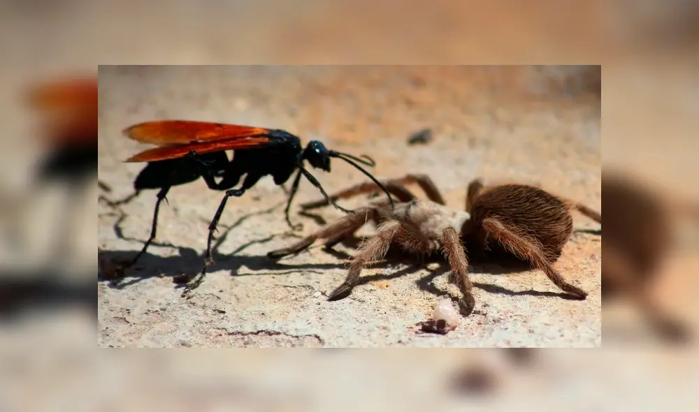 Solo uno de los insectos salió victorioso mientras al otro le deparó un trágico final. Foto: captura Solo uno de los insectos salió victorioso mientras al otro le deparó un trágico final. Foto: captura