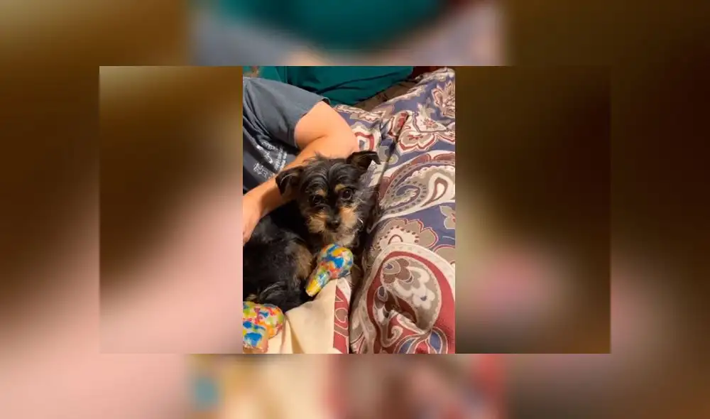 Desliza las imágenes para ver la furiosa reacción que tuvo un perro al ver su juguete favorito destruido. Foto: ViralHog Desliza las imágenes para ver la furiosa reacción que tuvo un perro al ver su juguete favorito destruido. Foto: ViralHog