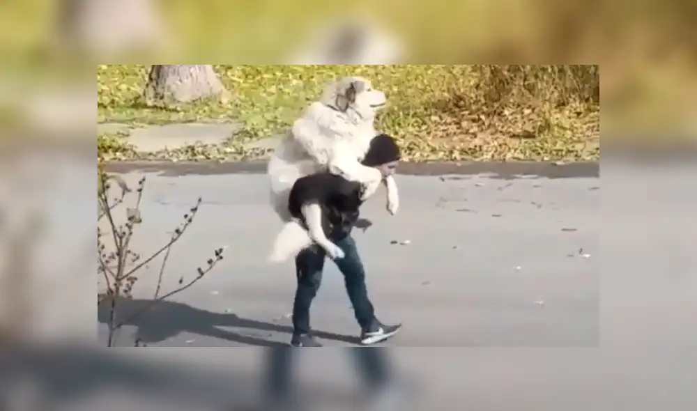 Facebook: perro "más ocioso del mundo" protagoniza divertida escena junto a su dueño [VIDEO]
