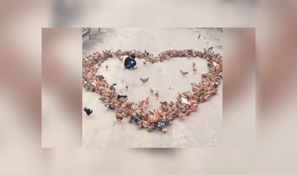 Facebook viral: romántico granjero usa cientos de gallinas para declararle su amor a una mujer [VIDEO]