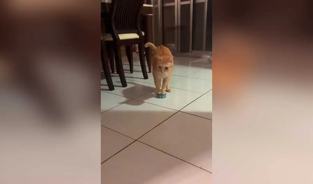 Desliza las imágenes para ver la peculiar ‘protesta’ que hizo este gatito para recibir comida. Foto: Captura de TikTok/ViralHog