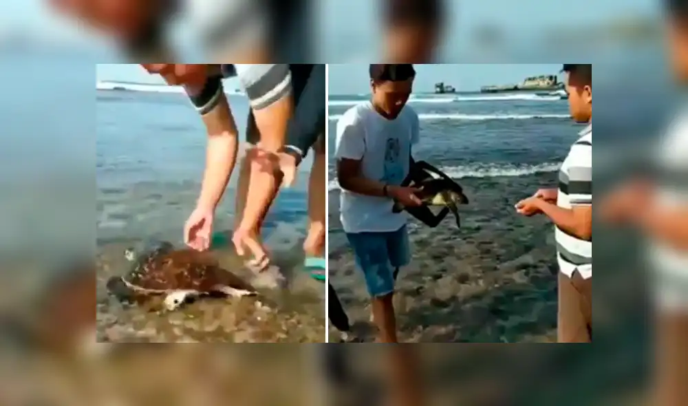 Facebook viral: jóvenes rescatan a tortuga que estaba atrapada en un tacho de plástico [VIDEO]
