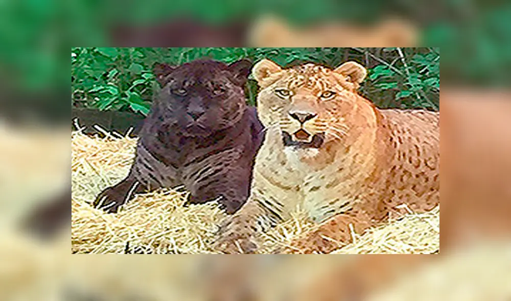 Desliza para ver cómo luce el jaglión que sorprendió a todos en YouTube. Foto: Captura. Desliza para ver cómo luce el jaglión que sorprendió a todos en YouTube. Foto: Captura.