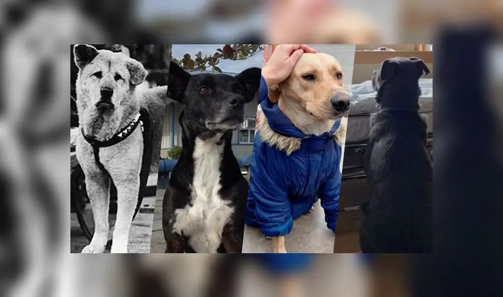 Los perros se caracterizan por demostrar un cariño incondicional hacia sus dueños. (Foto: Composición La República) Los perros se caracterizan por demostrar un cariño incondicional hacia sus dueños. (Foto: Composición La República)