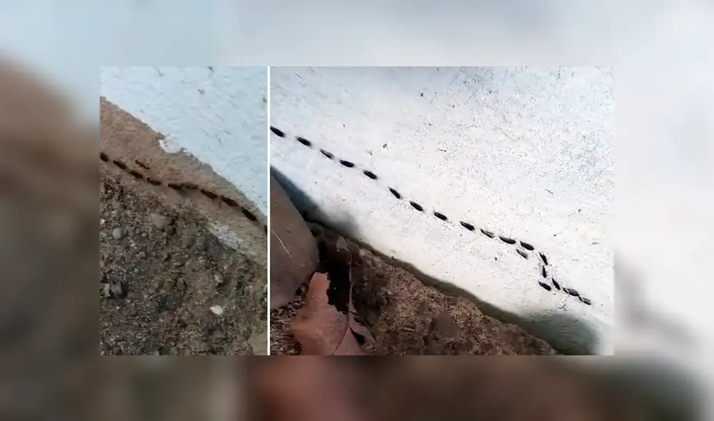 Desliza para ver los detalles del video viral de YouTube. Foto: Captura. Desliza para ver los detalles del video viral de YouTube. Foto: Captura.