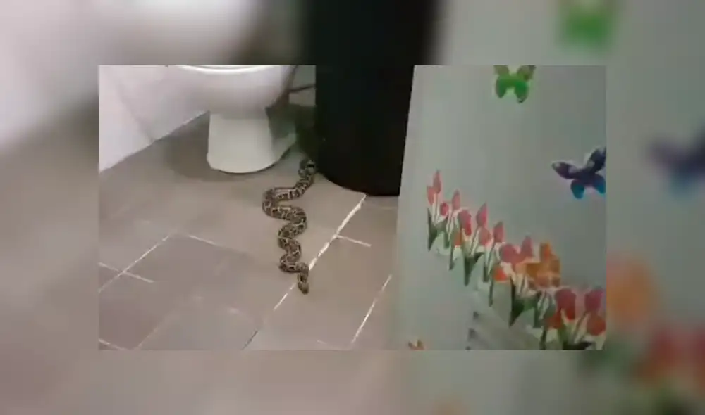 A través de YouTube se compartió un video viral que muestra a la peligrosa criatura que halló una mujer dentro del baño. A través de YouTube se compartió un video viral que muestra a la peligrosa criatura que halló una mujer dentro del baño.