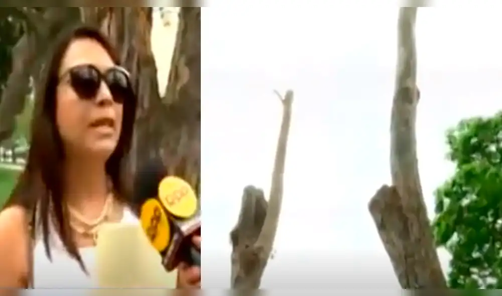 San Borja: denuncian tala de árboles por obra de la municipalidad [VIDEO]