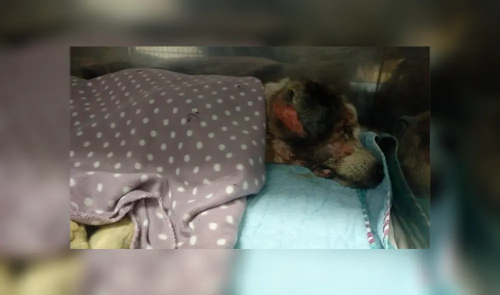 Ragnar es un perro de apróximadamente 7 años de edad. (Foto: Twitter) Ragnar es un perro de apróximadamente 7 años de edad. (Foto: Twitter)