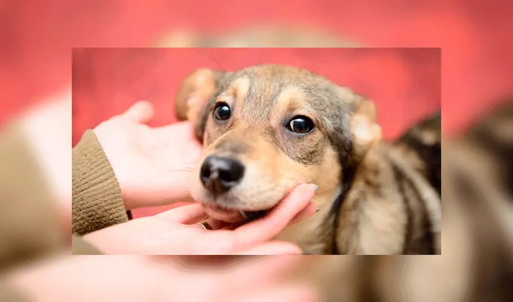 La historia detrás del Día del Perro sin Raza en el mundo 