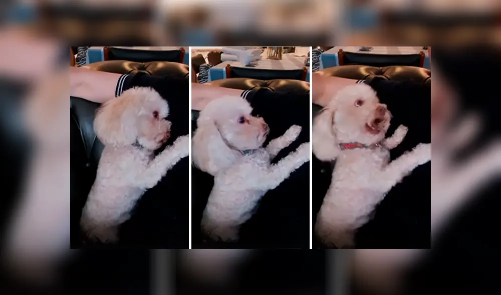 Desliza las imágenes para conocer el curioso comportamiento de un perro cuando su dueña deja de darle cariño. Desliza las imágenes para conocer el curioso comportamiento de un perro cuando su dueña deja de darle cariño.