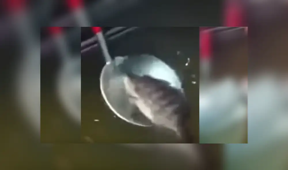 Desliza para ver el desenlace de este viral publicado en YouTube. Foto: Captura. Desliza para ver el desenlace de este viral publicado en YouTube. Foto: Captura.