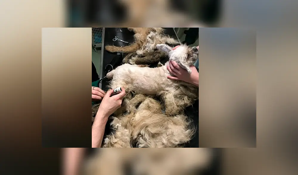 Desliza para ver el cambio de look de este perro que se hizo viral en Facebook. Desliza para ver el cambio de look de este perro que se hizo viral en Facebook.