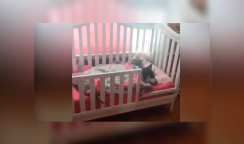 Un video viral de YouTube registró Lo que hacía un perro en ausencia de sus amos. Un video viral de YouTube registró Lo que hacía un perro en ausencia de sus amos.