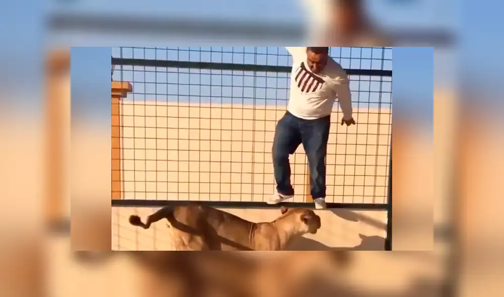 YouTube viral: le hacen creer que era una tierna leona, ingresa a jaula para tomarse foto y sucede lo peor. YouTube viral: le hacen creer que era una tierna leona, ingresa a jaula para tomarse foto y sucede lo peor.