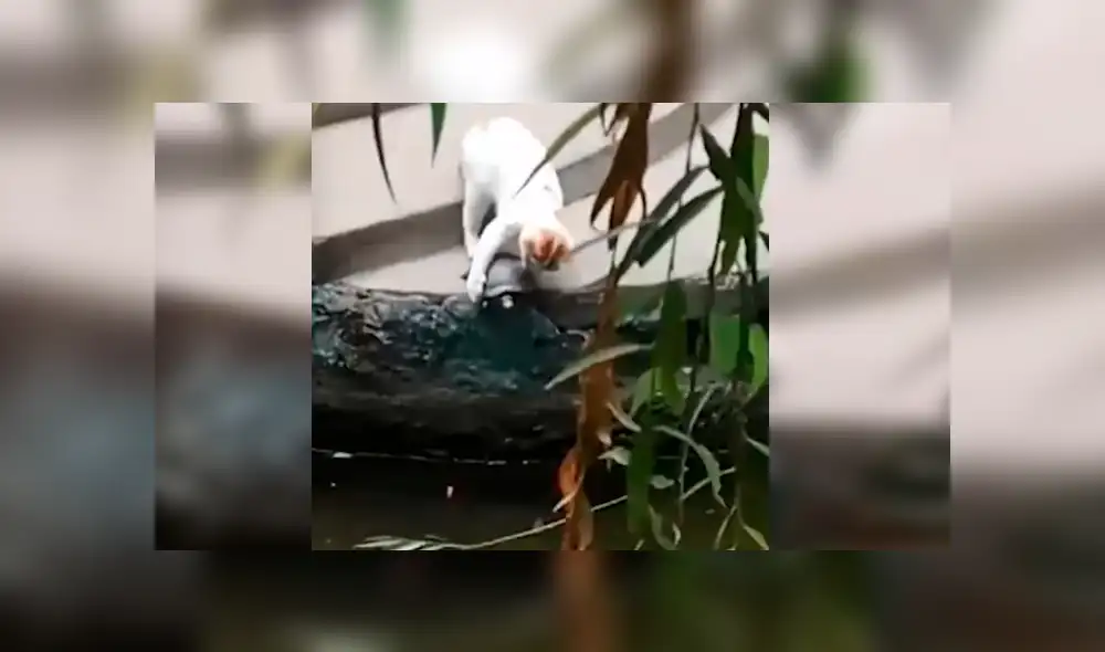 Vía Facebook. El gato se percató del esfuerzo del reptil por bajar unas gradas e intentó ayudarla protagonizando un curioso desenlace que ha causado diversas reacciones