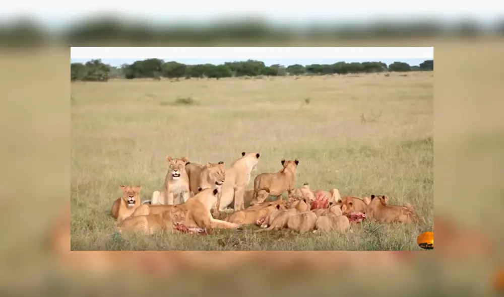 Desliza hacia la izquierda para ver el momento en que una manada de hienas se apodera de la comida de los leones, escena que es viral en YouTube. Desliza hacia la izquierda para ver el momento en que una manada de hienas se apodera de la comida de los leones, escena que es viral en YouTube.