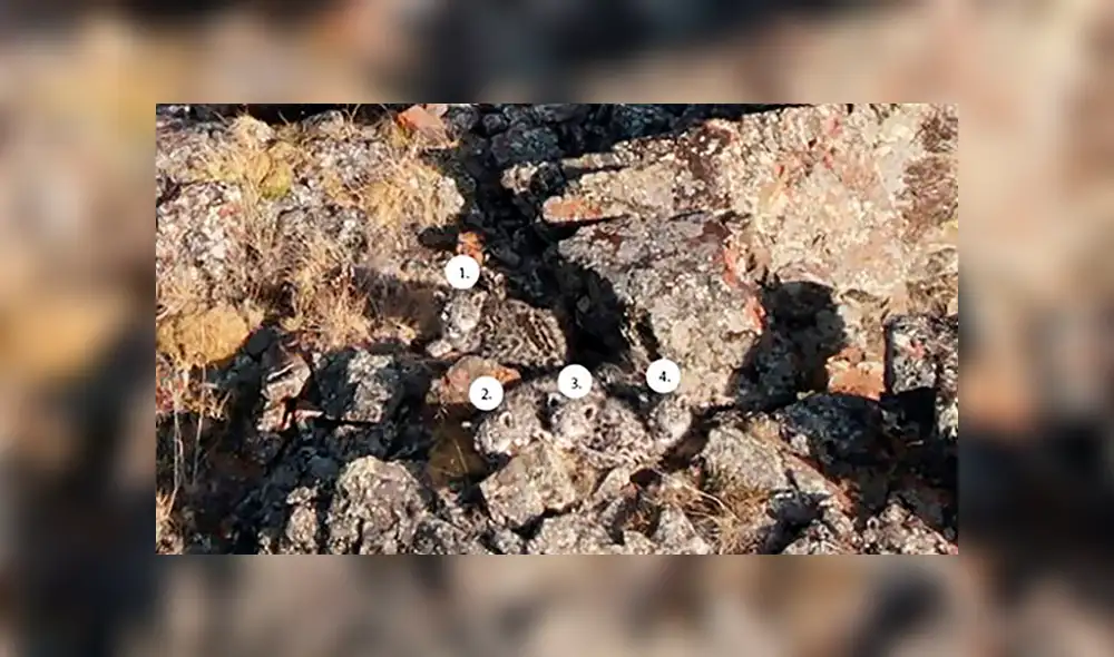 El desafío visual consiste en hallar a cuatro crías de leopardos en menos de 10 segundos. ¿Podrás hacerlo? Foto: captura