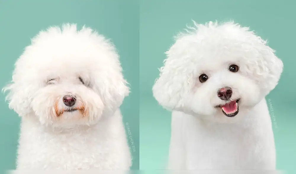 En Instagram: 8 perros antes y después de cortarse el pelo [FOTOS]