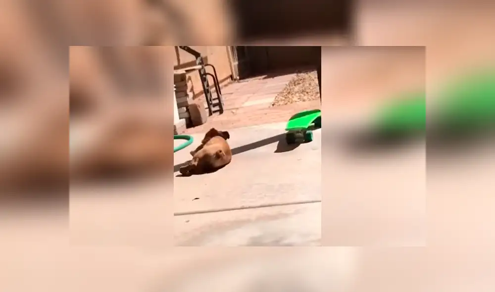 Desliza las imágenes hacia la izquierda para observar el esfuerzo de un perro para aprender a manejar una patineta.