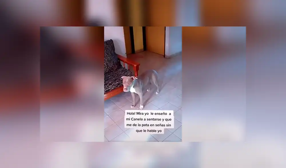Desliza las imágenes hacia la izquierda para conocer la actitud de un perro tras obedecer a su dueño en señas. Desliza las imágenes hacia la izquierda para conocer la actitud de un perro tras obedecer a su dueño en señas.