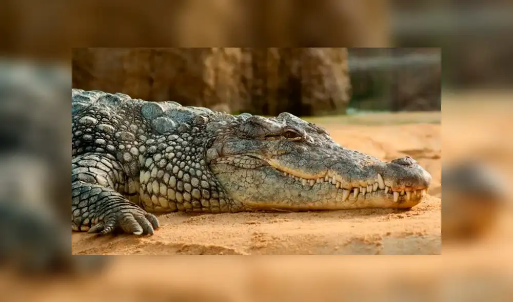 México: cocodrilos “toman el sol” en una playa ante la ausencia de turistas por la COVID-19 [FOTOS]