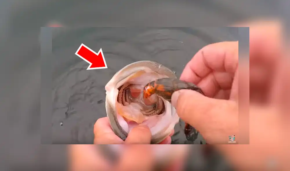 Atrapa una aterradora criatura marina con sus manos, la alimenta y sucede algo insólito [VIDEO]