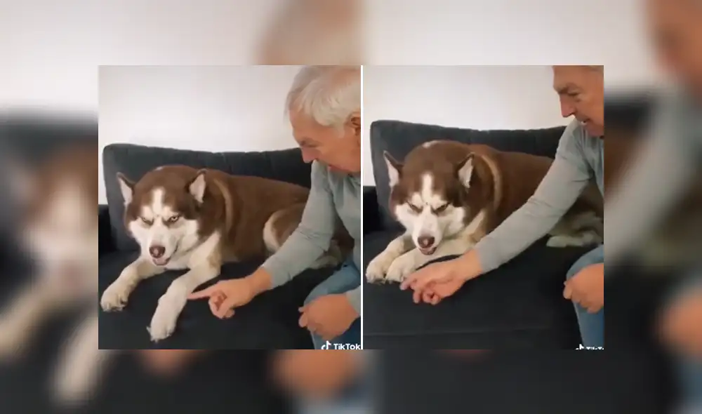 A través de Facebook se hizo viral curioso entrenamiento que tuvo un perro para evitar el coronavirus. A través de Facebook se hizo viral curioso entrenamiento que tuvo un perro para evitar el coronavirus.