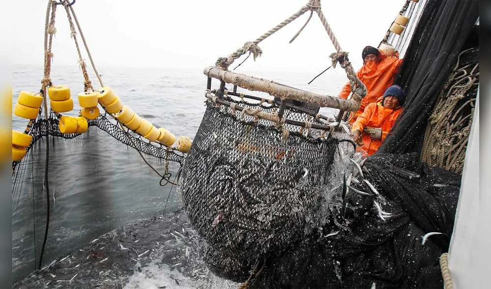 Cuota para la anchoveta es de 2,1 millones de toneladas