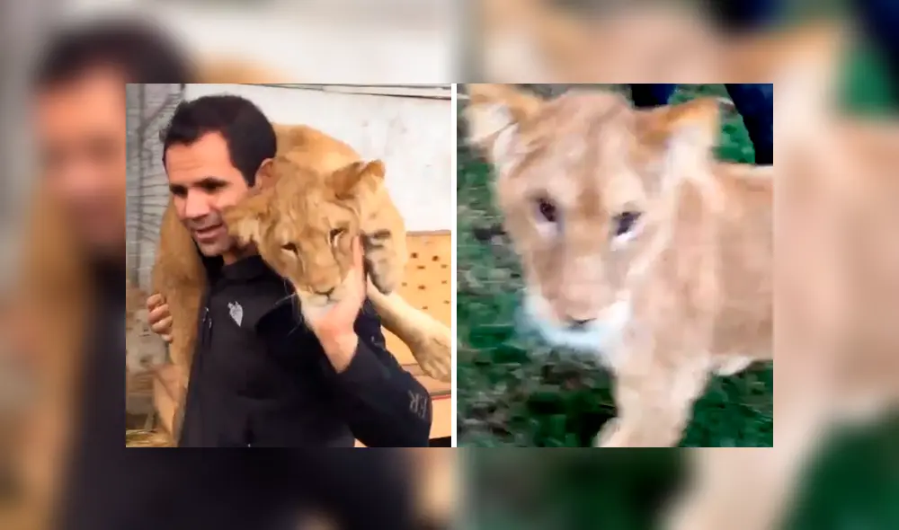 Desliza hacia la izquierda para ver la reacción de una leona bebé. Video de Facebook.