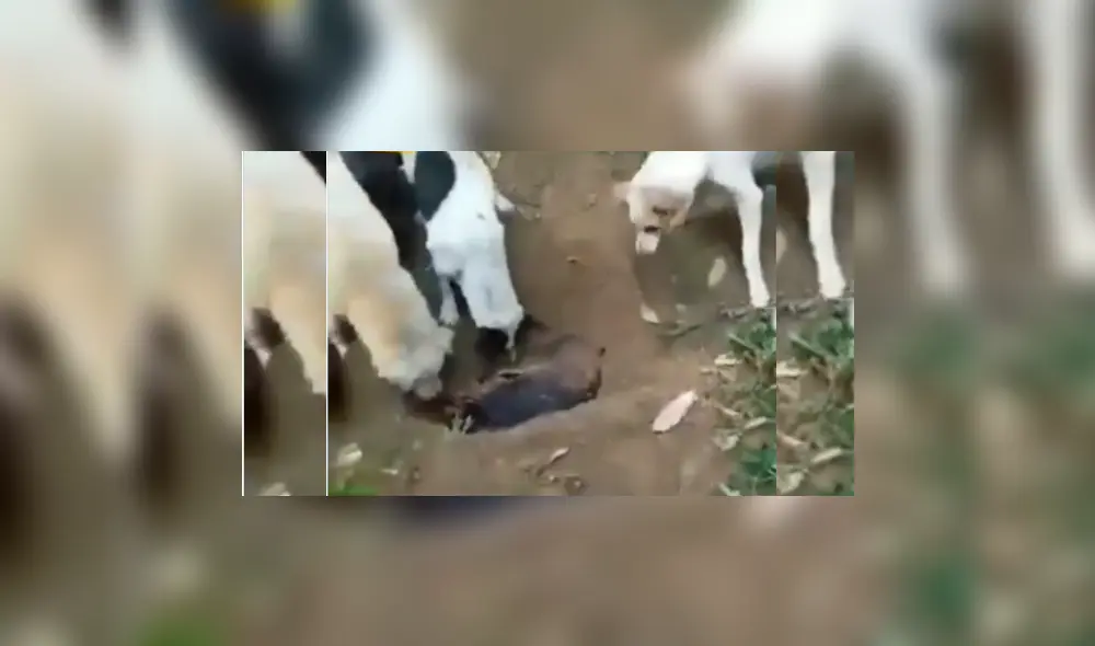 Desliza hacia la izquierda para ver más del video viral. Desliza hacia la izquierda para ver más del video viral.