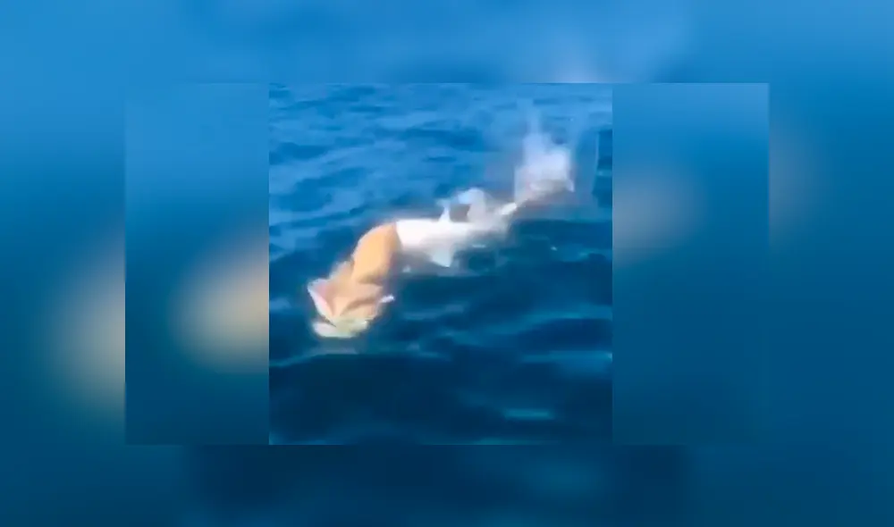 Desliza para ver los momentos más impactantes del video que se hizo viral en Facebook.